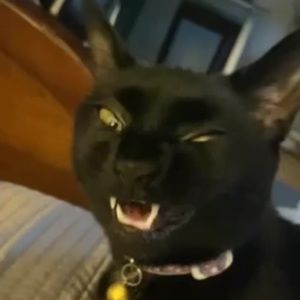 Meet your Posher, Alan